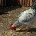Огляд порід бройлерних курей опис і продуктивна характеристика з фото (опис) Огляд порід бройлерних курей опис і продуктивна характеристика з фото