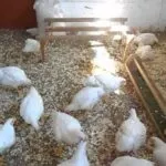 Огляд порід бройлерних курей опис і продуктивна характеристика з фото (фото) Огляд порід бройлерних курей опис і продуктивна характеристика з фото