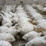 Огляд порід бройлерних курей опис і продуктивна характеристика з фото (бройлерних) Огляд порід бройлерних курей опис і продуктивна характеристика з фото