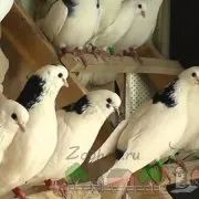 Огляд ліки ніфулину форте для голубів фото і відео (ніфулину) Огляд ліки ніфулину форте для голубів фото і відео