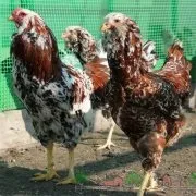 Огляд порід бройлерних курей опис і продуктивна характеристика з фото (бройлерних) Огляд порід бройлерних курей опис і продуктивна характеристика з фото