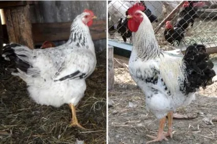 Огляд порід бройлерних курей опис і продуктивна характеристика з фото (характеристика) Огляд порід бройлерних курей опис і продуктивна характеристика з фото