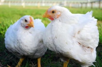 Огляд порід бройлерних курей опис і продуктивна характеристика з фото (опис) Огляд порід бройлерних курей опис і продуктивна характеристика з фото