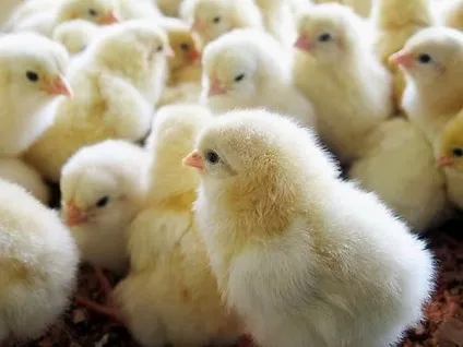 Огляд порід бройлерних курей опис і продуктивна характеристика з фото (порід) Огляд порід бройлерних курей опис і продуктивна характеристика з фото