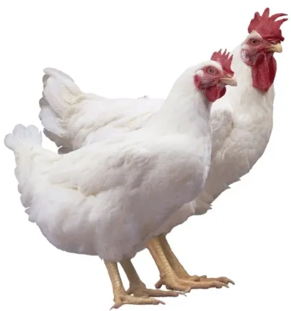 Огляд порід бройлерних курей опис і продуктивна характеристика з фото (порід) Огляд порід бройлерних курей опис і продуктивна характеристика з фото