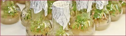 Ооо - ягідна лабораторія - in vitro (лабораторія) Ооо - ягідна лабораторія - in vitro