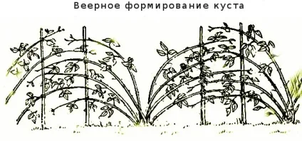 Опора для малини або підв'язуємо на шпалеру правильно (опора) Опора для малини або підв'язуємо на шпалеру правильно