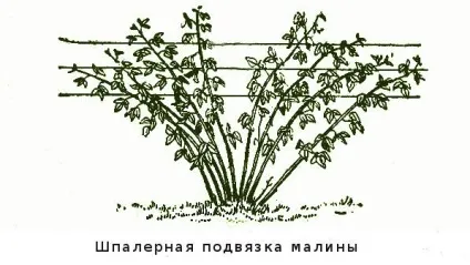 Опора для малини або підв'язуємо на шпалеру правильно (опора) Опора для малини або підв'язуємо на шпалеру правильно