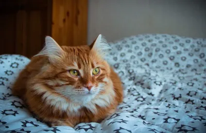 Одній сім'ї пощастило з котом (котом) Одній сім'ї пощастило з котом