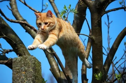 Одній сім'ї пощастило з котом (сім'ї) Одній сім'ї пощастило з котом