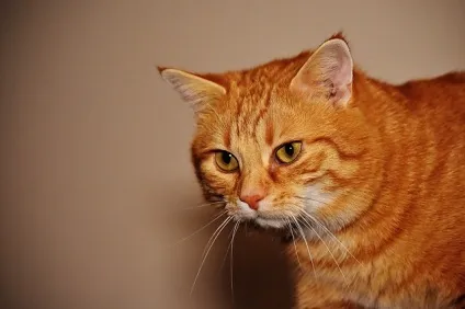 Одній сім'ї пощастило з котом (котом) Одній сім'ї пощастило з котом