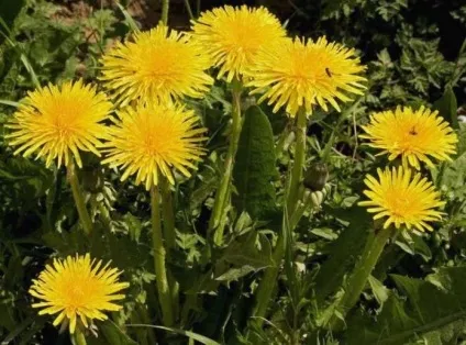 Кульбаба ліки фантастичною цілющої сили, 100 рад (сили) Кульбаба ліки фантастичною цілющої сили, 100 рад