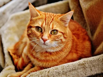 Одній сім'ї пощастило з котом (однієї) Одній сім'ї пощастило з котом