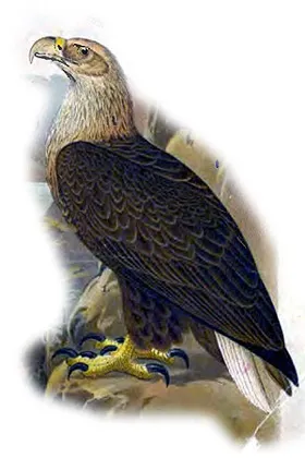 Орлан-білохвіст, орлан-білохвостий (haliaeetus albicilla) фото ареал характер перебування середовище (характер) Орлан-білохвіст, орлан-білохвостий (haliaeetus albicilla) фото ареал характер перебування серед