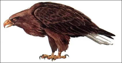 Орлан-білохвіст (haliaeetus albicilla) білохвіст, розміри забарвлення оперення орланів морської Прилуки (білохвіст) Орлан-білохвіст (haliaeetus albicilla) білохвіст, розміри забарвлення оперення орланів морської Прилуки