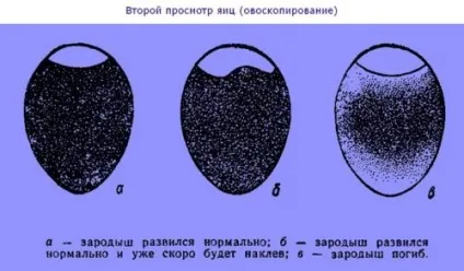 Особливості та методи виведення індичат в інкубаторі (індичат) Особливості та методи виведення індичат в інкубаторі