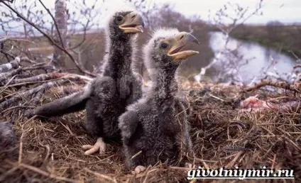 орлан птах