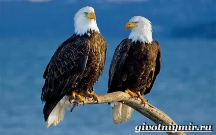 орлан птах