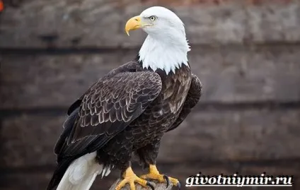 орлан птах
