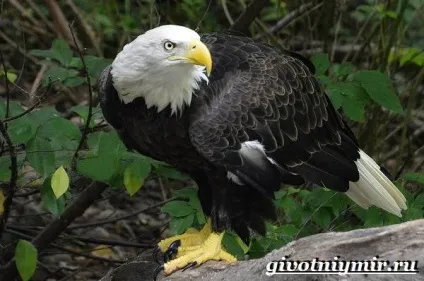 орлан птах