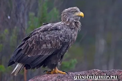 орлан птах