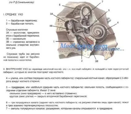 Орган слуху і рівноваги (кістковий перетинчастий лабіринти) Орган слуху і рівноваги
