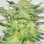 Освітлення для індорной культивації - вирощування конопель в домашніх умовах (марихуанна) Освітлення для індорной культивації - вирощування конопель в домашніх умовах