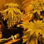 Освітлення для індорной культивації - вирощування конопель в домашніх умовах (травичка) Освітлення для індорной культивації - вирощування конопель в домашніх умовах