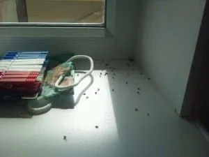 Як 100% позбутися від дрібних мошок в квартирі - звідки вони беруться легка справа (дрібних) Як 100% позбутися від дрібних мошок в квартирі - звідки вони беруться легка справа