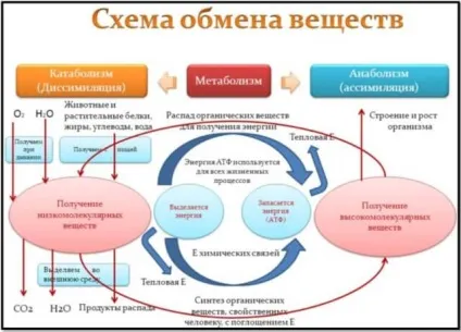 Як швидко набрати вагу худим людям (швидко набрати домашніх) Як швидко набрати вагу худим людям