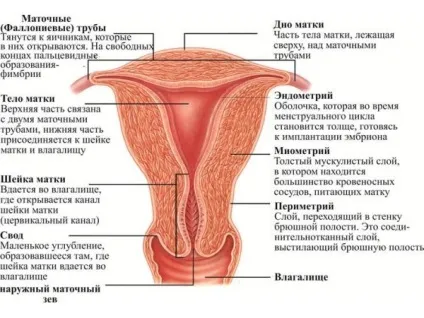 Як роблять узі матки і придатків