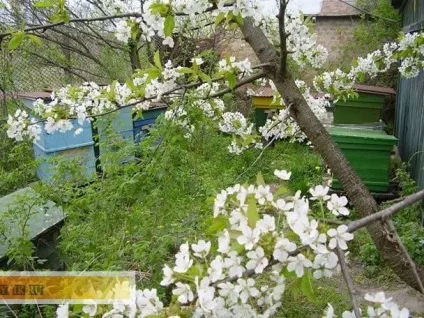 Як швидко навесні наростити бджіл, зробити відводок і розширити гніздо