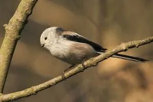 Ох, вже ці синички ..., класний екіпаж (синички) Ох, вже ці синички ..., класний екіпаж
