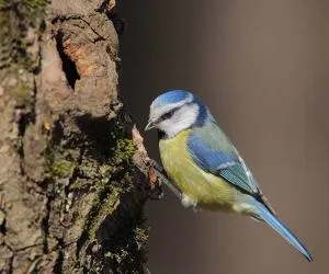 Ох, вже ці синички ..., класний екіпаж (синички) Ох, вже ці синички ..., класний екіпаж