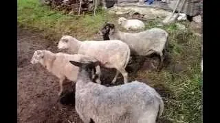 Вівці породи прекос утримання та догляд (породи) Вівці породи прекос утримання та догляд
