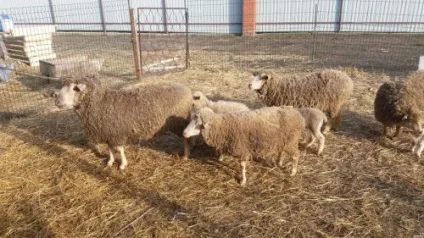 Вівці породи прекос умови утримання, особливості, якості (якості) Вівці породи прекос умови утримання, особливості, якості