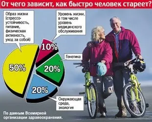 Печінка здатна відновлюватися