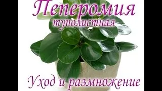 Пеперомия туполистная фото, догляд в домашніх умовах (туполистная) Пеперомия туполистная фото, догляд в домашніх умовах