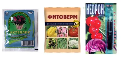 Павутинний кліщ на фікус - як боротися з кліщем на фікус Бенджаміна (кліщем) Павутинний кліщ на фікус - як боротися з кліщем на фікус Бенджаміна