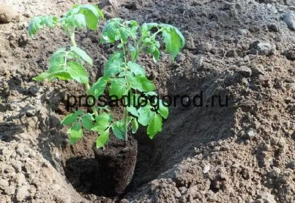 Пересадка помідор у відкритий грунт або горщики відповідні умови, фото і відео (грунт) Пересадка помідор у відкритий грунт або горщики відповідні умови, фото і відео