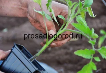 Пересадка помідор у відкритий грунт або горщики відповідні умови, фото і відео (помідор) Пересадка помідор у відкритий грунт або горщики відповідні умови, фото і відео