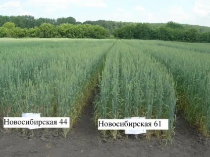 Перспективний сорт пшениці створили сибірські селекціонери - в блозі - сільське господарство - зроблено (пшениці) Перспективний сорт пшениці створили сибірські селекціонери - в блозі - сільське господарство - зроблено