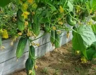 Півонії посадка і догляд у відкритому грунті навесні (півонії посадка і догляд у відкритому грунті навесні) Півонії посадка і догляд у відкритому грунті навесні