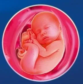 Плід давить на сечовий міхур 35 тижнів