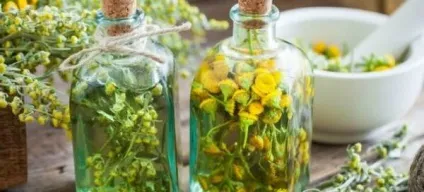 Пижмо - лікувальні властивості і протипоказання (лікувальні) Пижмо - лікувальні властивості і протипоказання