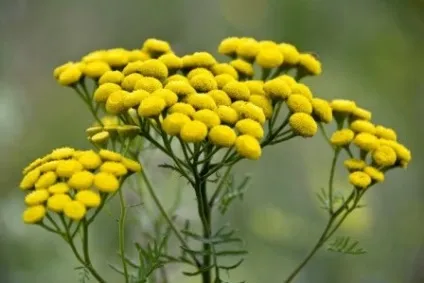 Пижмо корисні властивості і протипоказання 1 (гіркої кори крушини) Пижмо корисні властивості і протипоказання 1