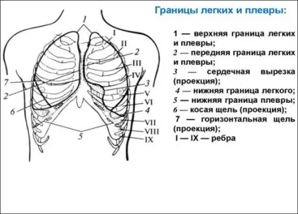 Плевра, з чого складається