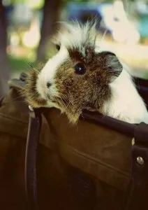Чому морські свинки все гризуть як відучити гризти речі домашні тварини (гризуть) Чому морські свинки все гризуть як відучити гризти речі домашні тварини