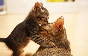 Чому коти вбивають своїх кошенят (коти) Чому коти вбивають своїх кошенят