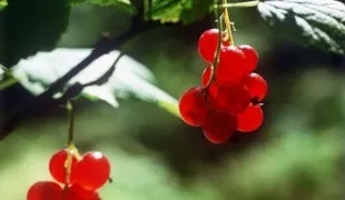 Чому людина не може жити без природи (природа) Чому людина не може жити без природи